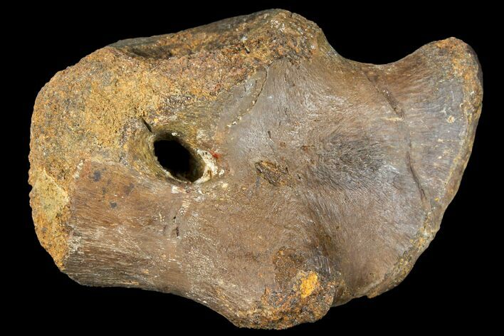 Fossil Hadrosaur Coracoid - Alberta (Disposition #-) #134519